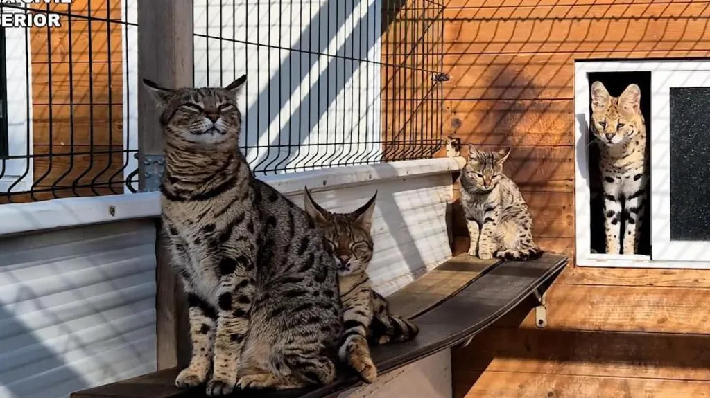 Couple arrested for breeding exotic cats in Spain