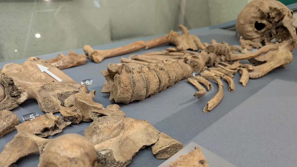 Bites on gladiator bones prove combat with lion