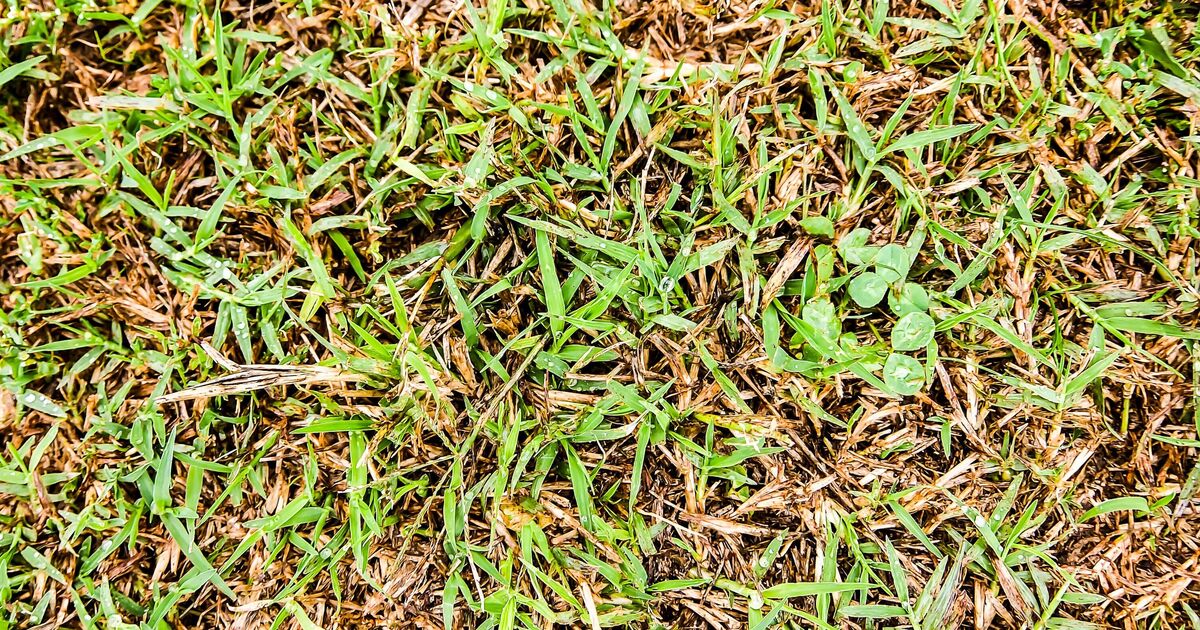 Gardeners urged to avoid one thing that will kill your grass and ruin your lawn