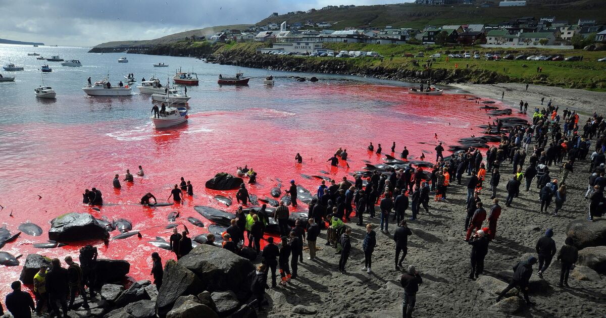 Ministers slammed for &#039;rewarding&#039; brutal slaughter of dolphins with £5 fishing deal