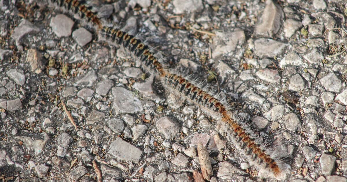 Cyprus panic as &#039;toxic&#039; bugs causing chaos