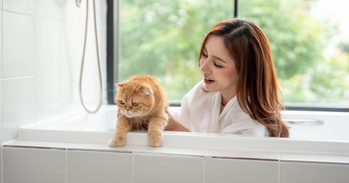 Dr Amir Khan shares five reasons why having a cat is &#039;good for your health&#039;