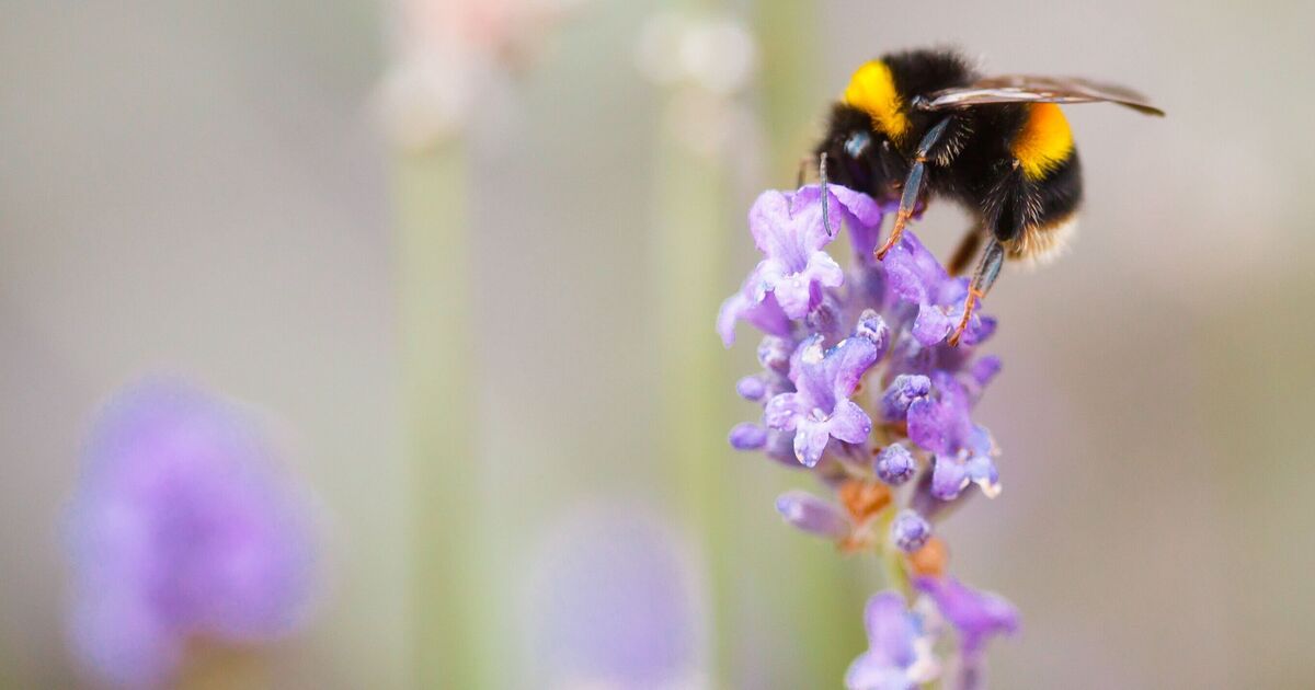 Gardening expert lists 6 jobs to do in April - one twist is great for bees