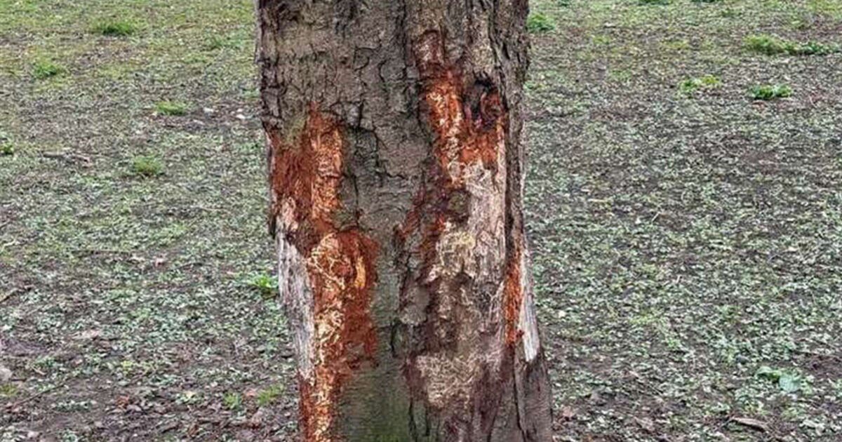 Council threatens dog owners with legal action as &#039;disturbing&#039; number of trees stripped