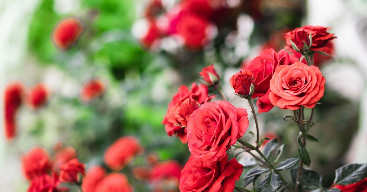 Gardeners urged to spray roses with a common fridge item