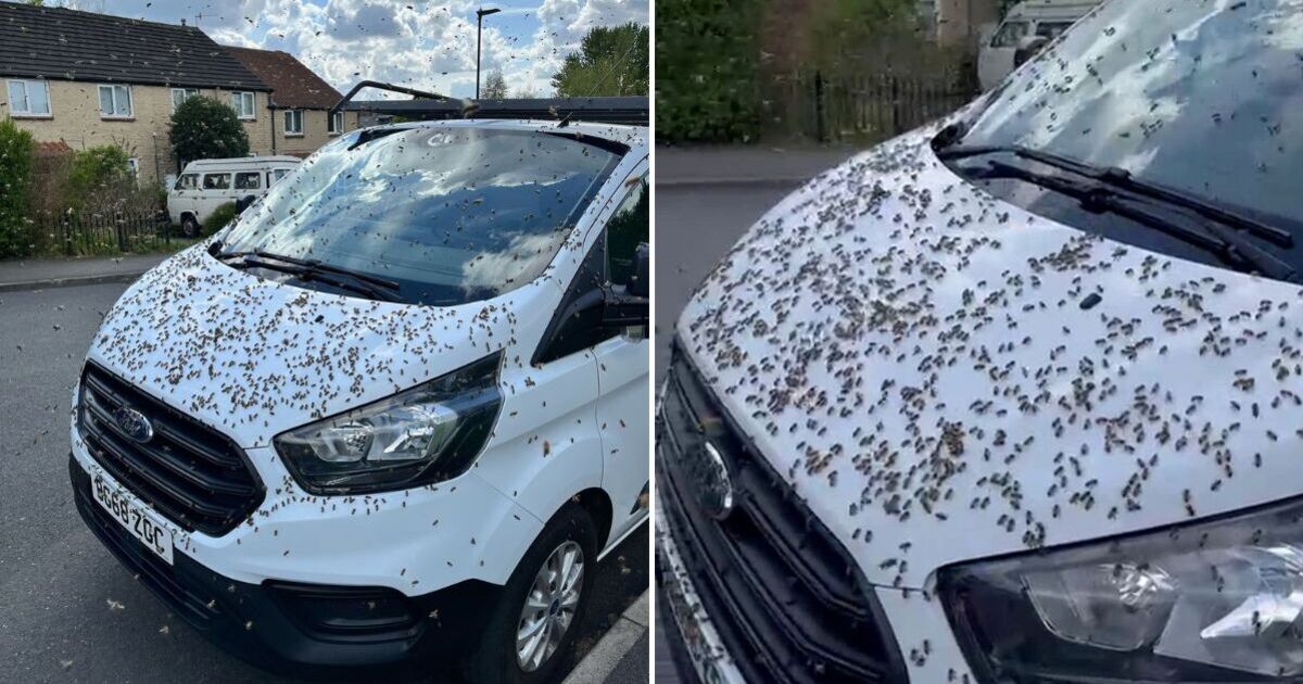 Pub goers rush for cover as a swarm of 3000 bees interrupt their pints