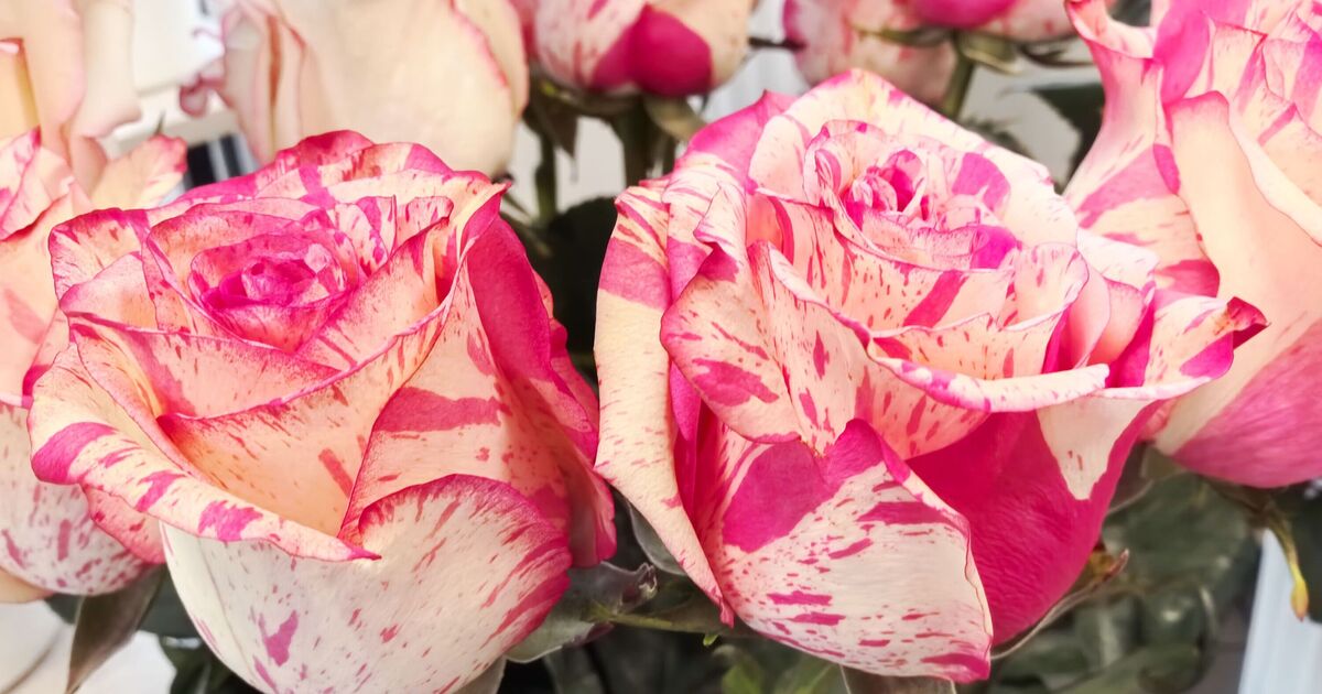 Two kitchen scrap items that helps roses and hydrangeas &#039;grow bigger&#039;