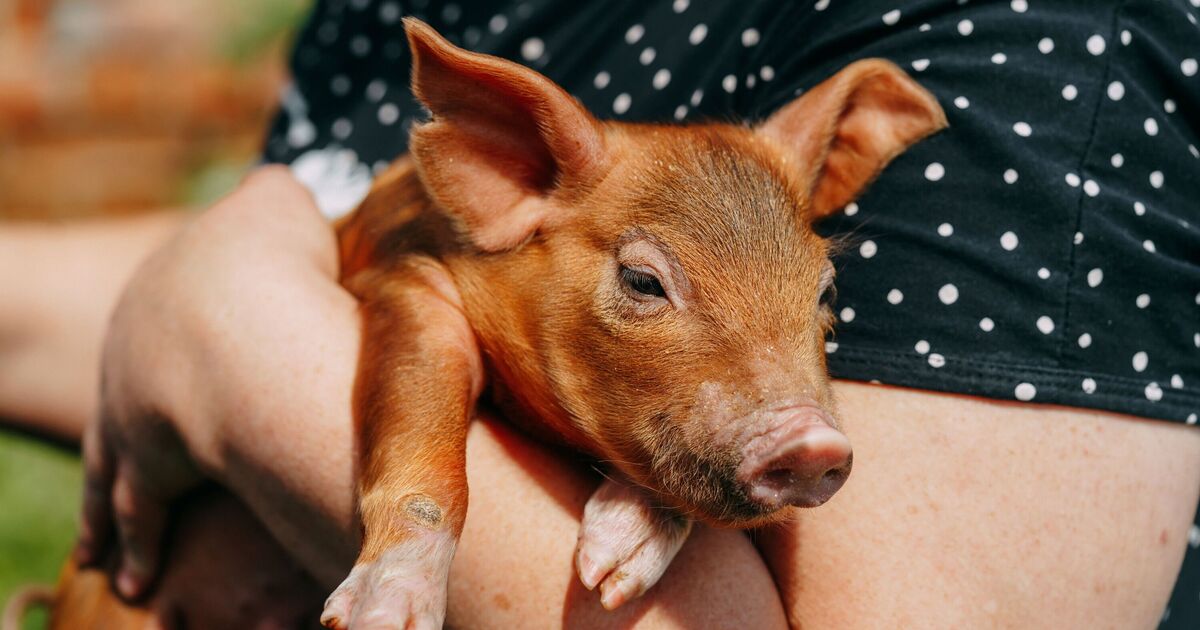 Scientists transplanted a pig liver into a human in a world first — what happened next