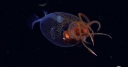 Huge 23ft colossal squid as big as a car pictured for first time