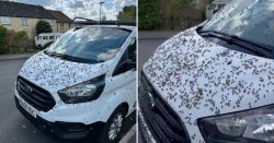 Pub goers rush for cover as a swarm of 3000 bees interrupt their pints