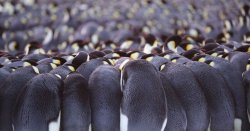 Incredible video shows hundreds of penguins stranded on cliff before amazing thing happens