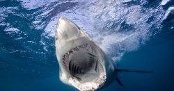 Warning to tourists after rise in shark attacks
