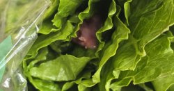 Woman 'sick to stomach' after finding 'dead rodent' in what she bought for lunch at Tesco