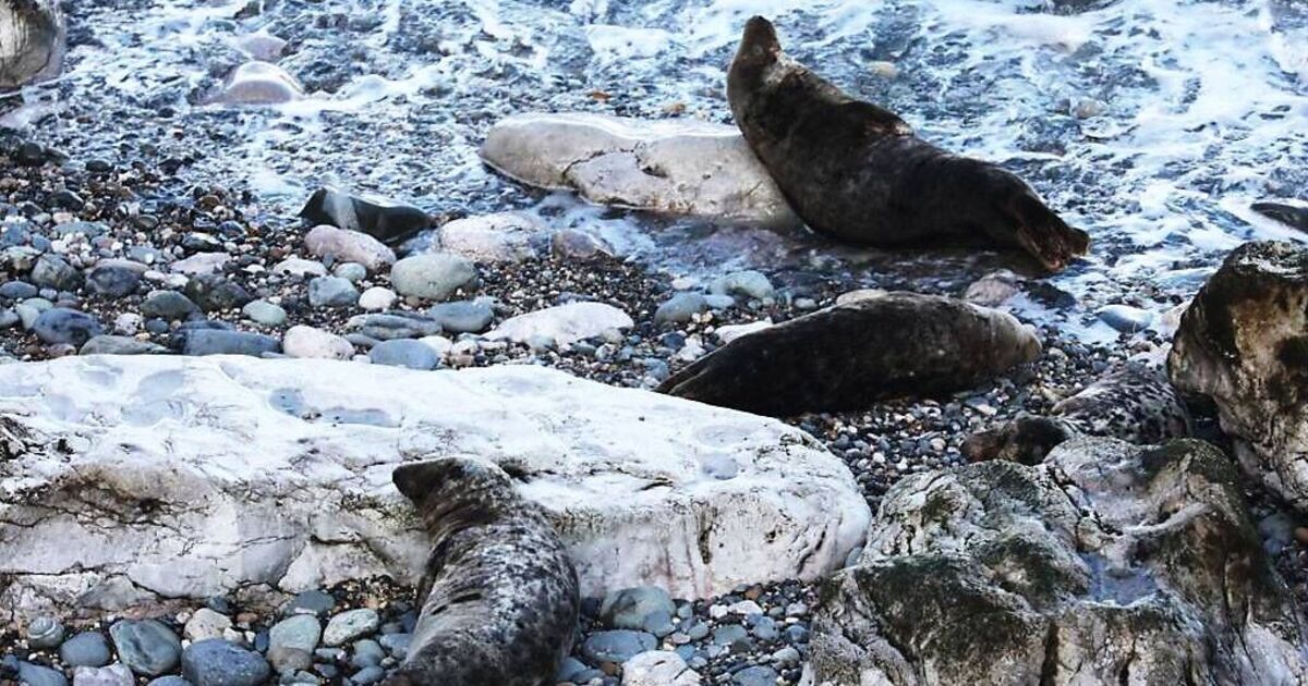 Beautiful UK town just 10 minutes from tiny beach full of wild seals