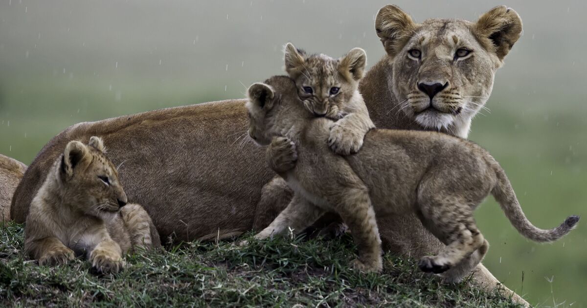 Top safari destinations full of exotic animals and native wildlife are common in 1 area