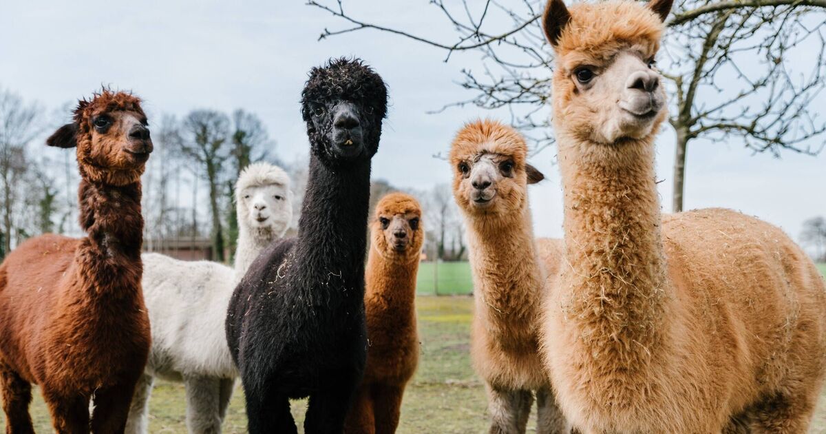 Trek with alpacas and llamas in little-known UK spot people are &#039;just discovering&#039;