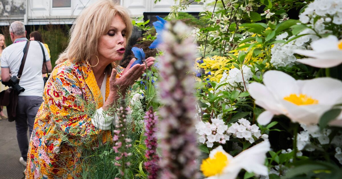 &#039;It&#039;s so Chelsea&#039;: how Sir Brian May stepped to one side for my Japanese garden picture