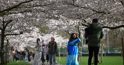 Beautiful UK park that&#039;s blooming with blossom trees has people rushing to visit
