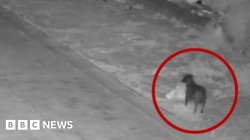 Dog trained to illegally dump rubbish, Italian authorities say