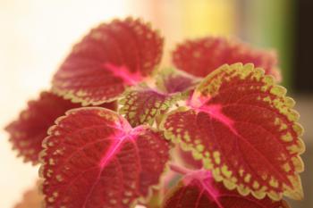 What Is an IPS Display? Everything You Need to Know